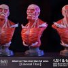 Statues/Figures JOY STATION STUDIO Attack On Titan | Joy Station Studio Attack On Titan: Titan Bust Series, Attack And Co